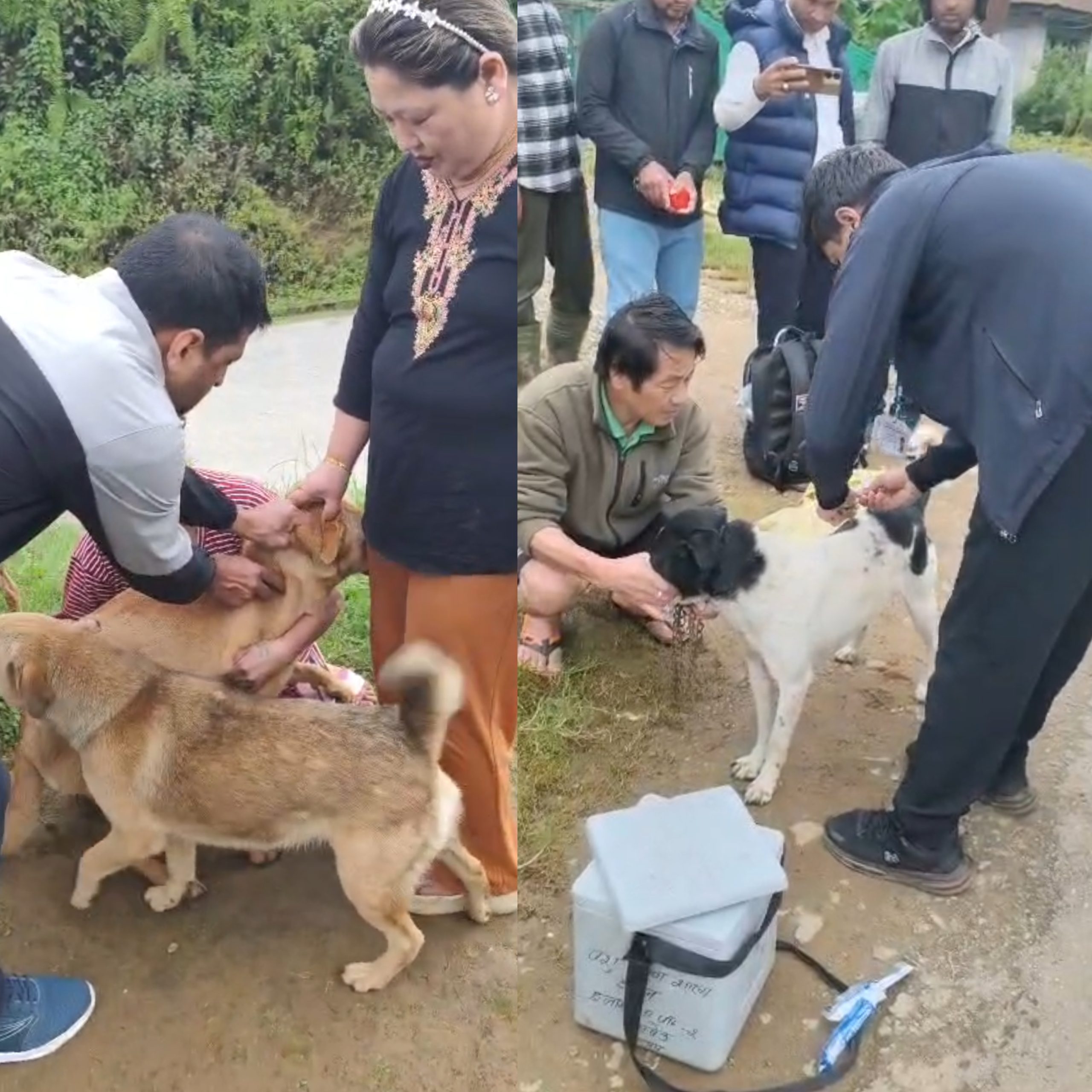 इलाममा १५० भन्दा बढी कुकुरलाई रेबिजविरुद्धको खोप